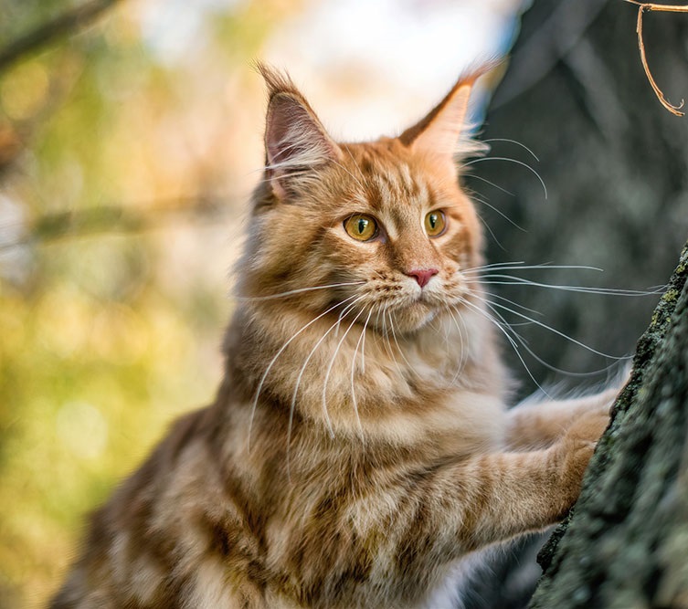 Tema Gatos